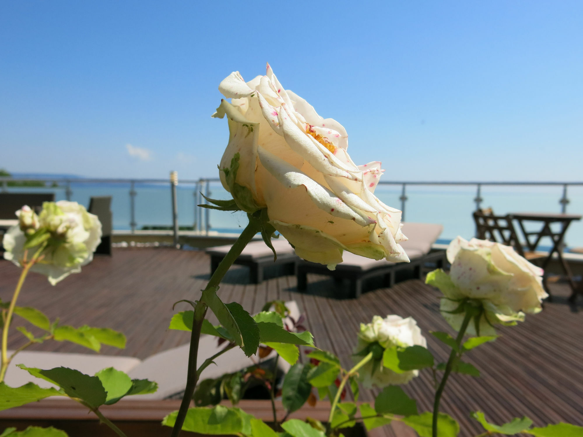 Family Hotel Albizia Beach Varna Exterior foto